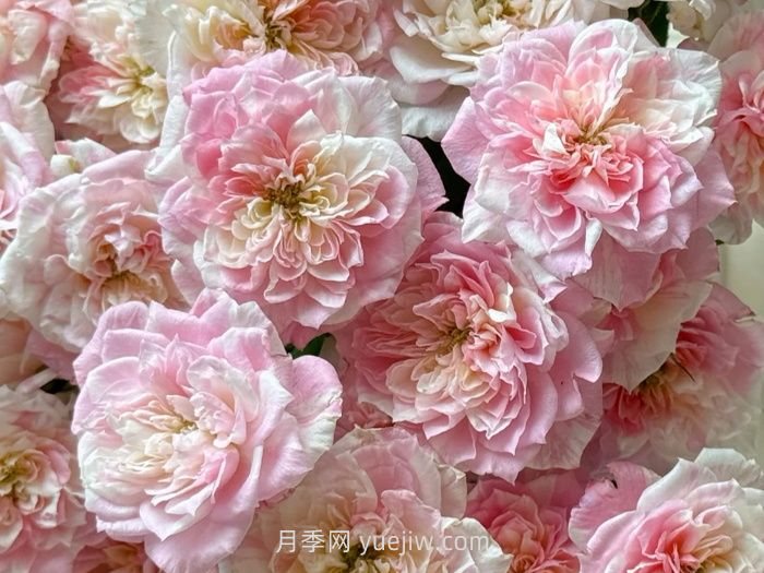 幸福之门月季介绍和优缺点(图1)