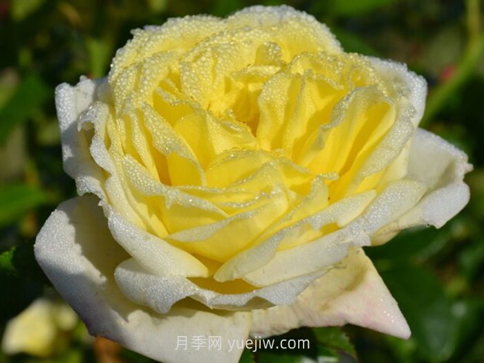 ​柠檬雪酪月季介绍和优缺点(图1)