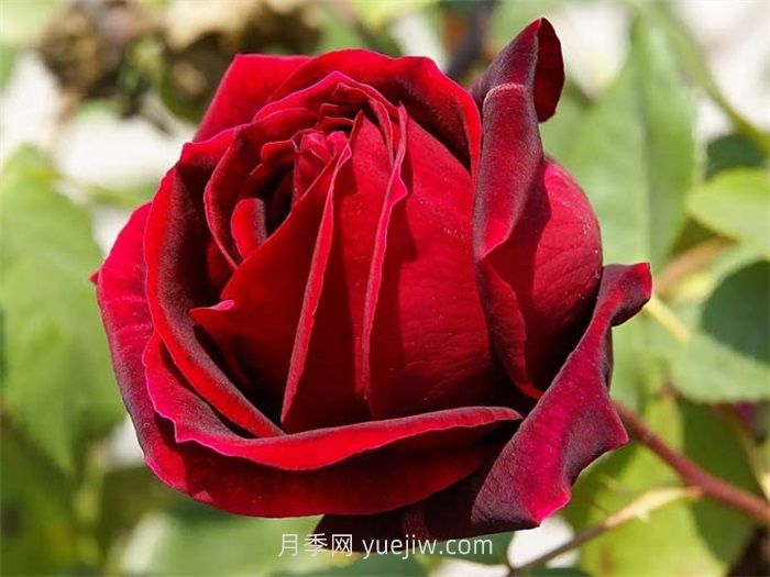 红丝绒月季介绍和优缺点(图1)