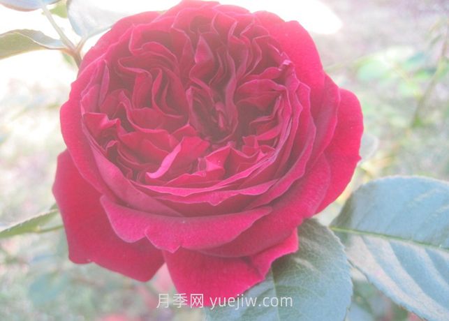 自由精灵月季介绍和优缺点(图1)