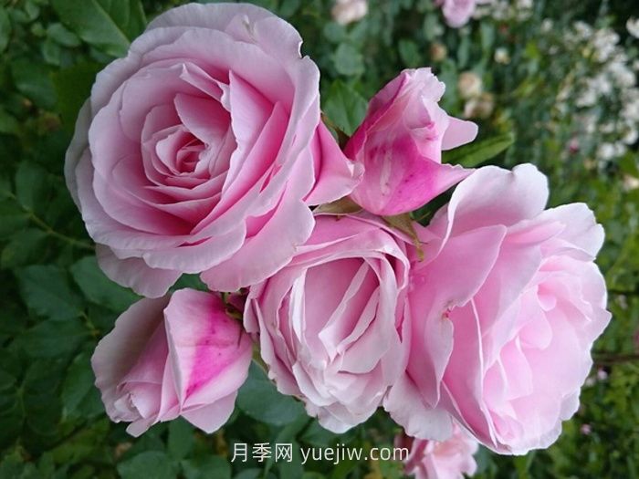 情书月季介绍和优缺点(图1)