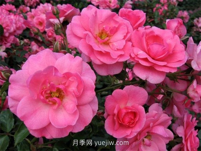 米拉托月季介绍和优缺点(图1)