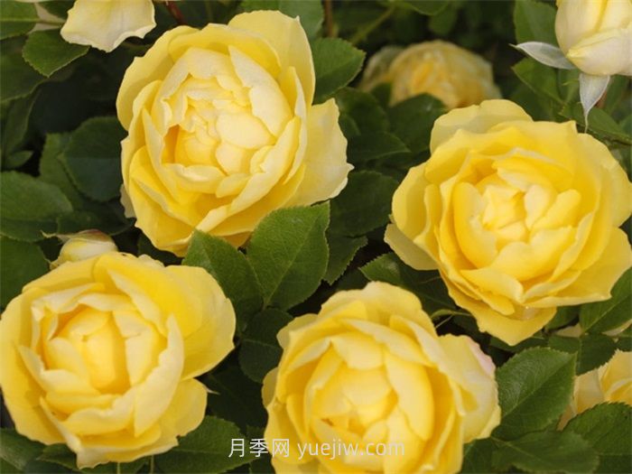 金丝雀月季介绍和优缺点(图1)