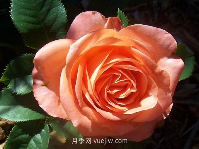 丹陶木瓜月季介绍和优缺点(图1)