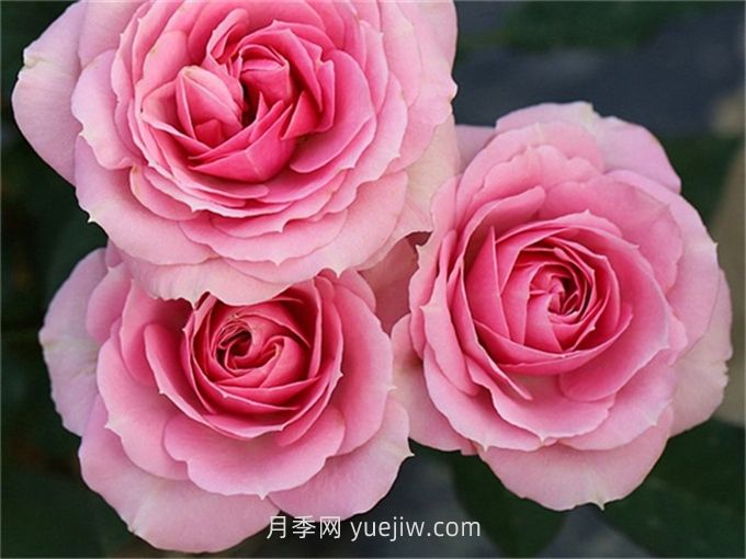 处女座月季介绍和优缺点(图1)