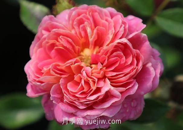 宝藏月季介绍和优缺点(图1)