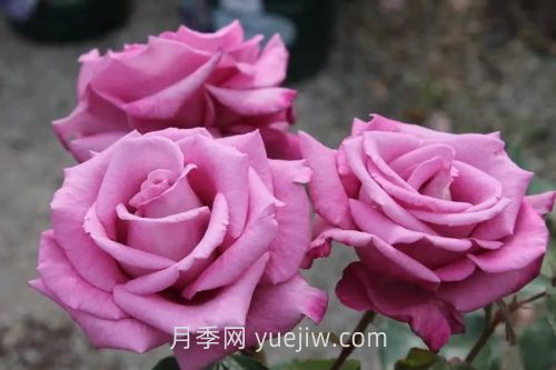 梅子灰月季介绍和优缺点(图1)