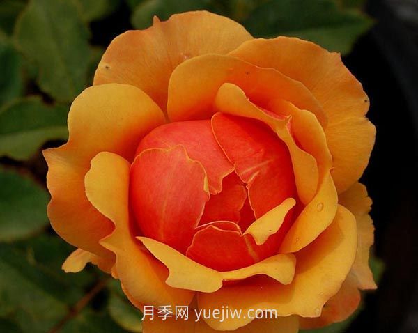 回眸月季介绍和优缺点(图1)