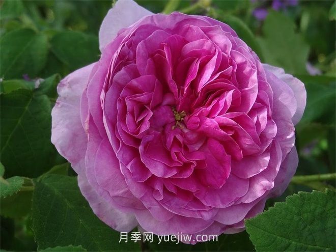 珍妮杜瓦尔月季介绍和优缺点(图1)