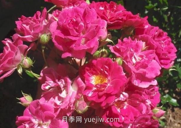 超级埃克塞尔萨月季介绍和优缺点(图1)