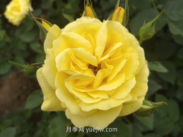 10个花径超过15厘米的月季花品种(图2)