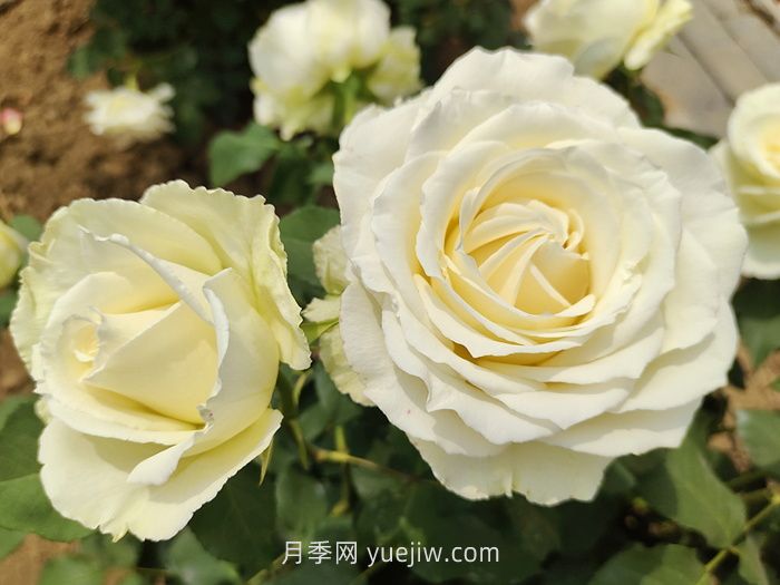 推荐十款最值得入手的白色月季品种(图2)
