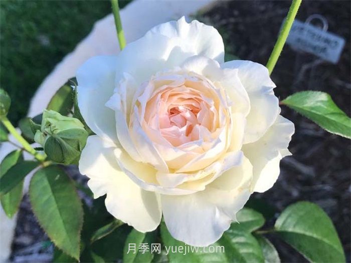 推荐十款最值得入手的白色月季品种(图3)