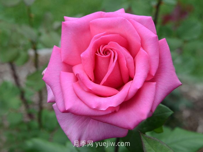 醉香酒月季介绍和优缺点(图1)