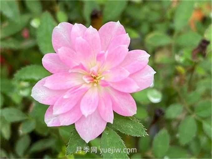 姬乙女月季介绍和优缺点(图1)