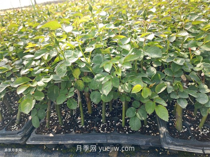 月季苗，南阳月季小苗用于全国各地的月季繁育基地(图1)