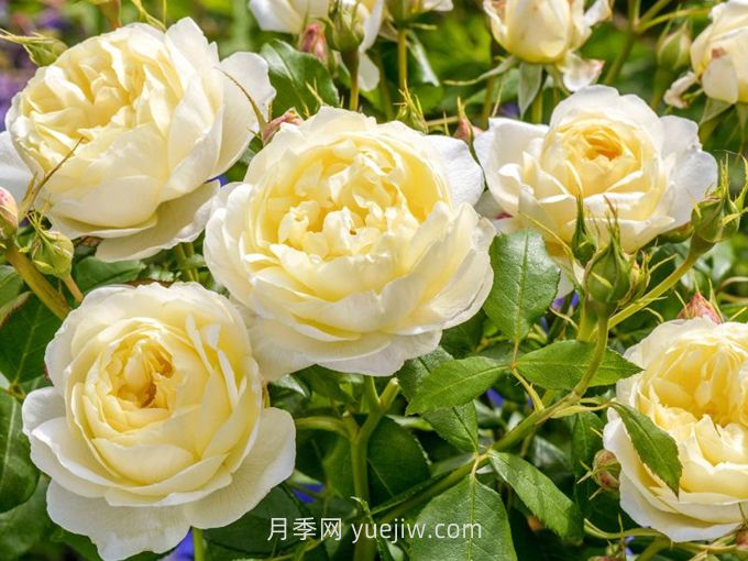 凡妮莎贝尔月季介绍和优缺点(图1)