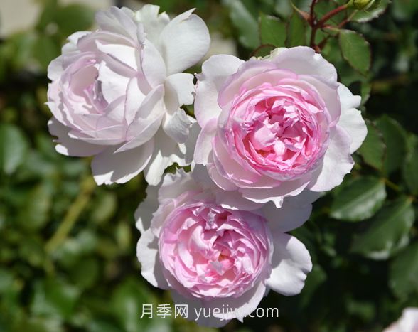 玛莎月季介绍和优缺点(图1)