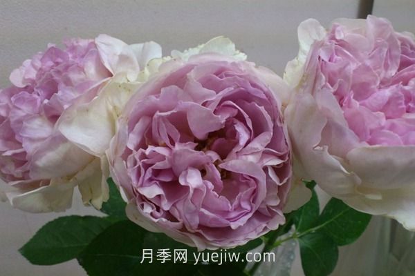 伊芙克莱尔月季介绍和优缺点(图1)