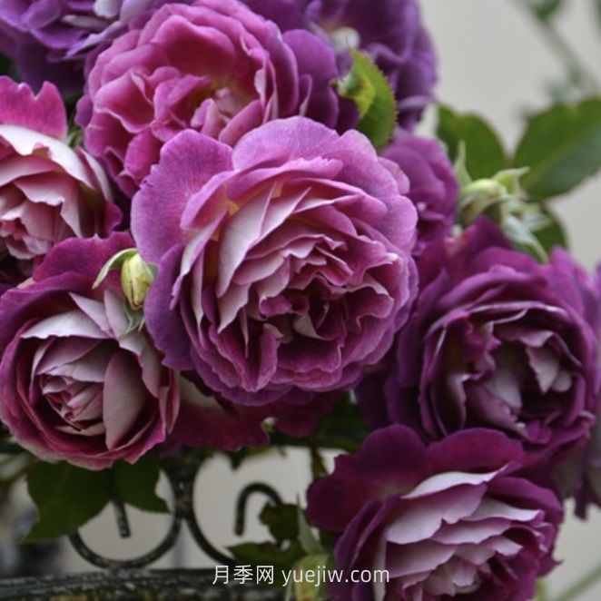 奥菲欧月季介绍和优缺点(图1)