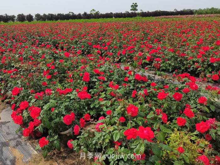 夏季月季苗管理技术要点(图1)