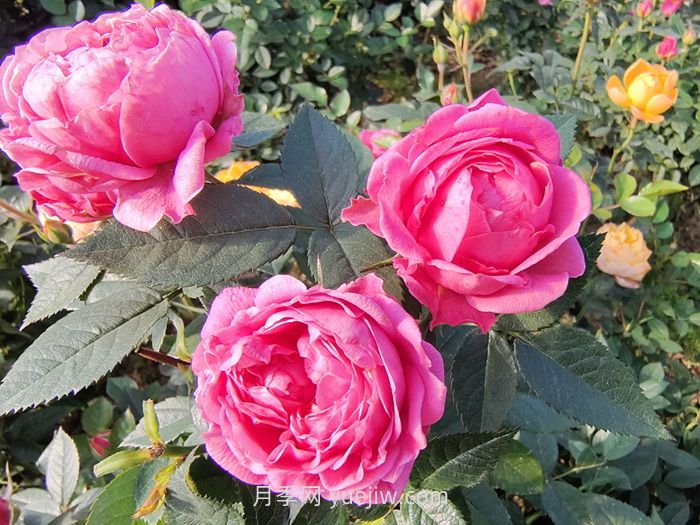 盘点西南地区七大花木市场(图1)