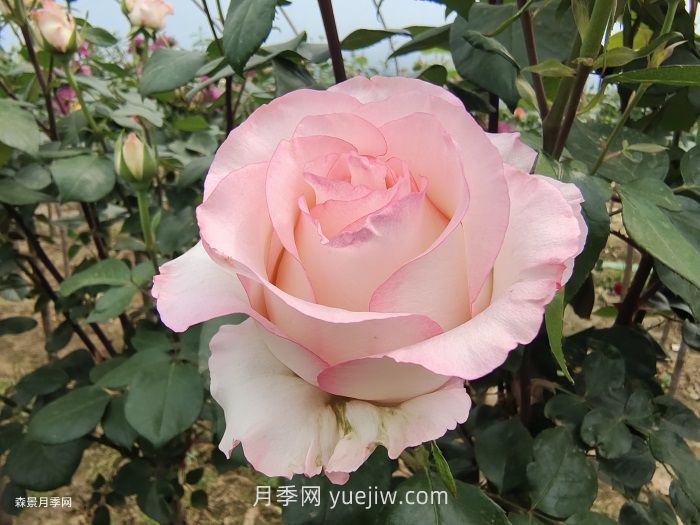 园林人必须知道的88个花卉基本知识点(图1)