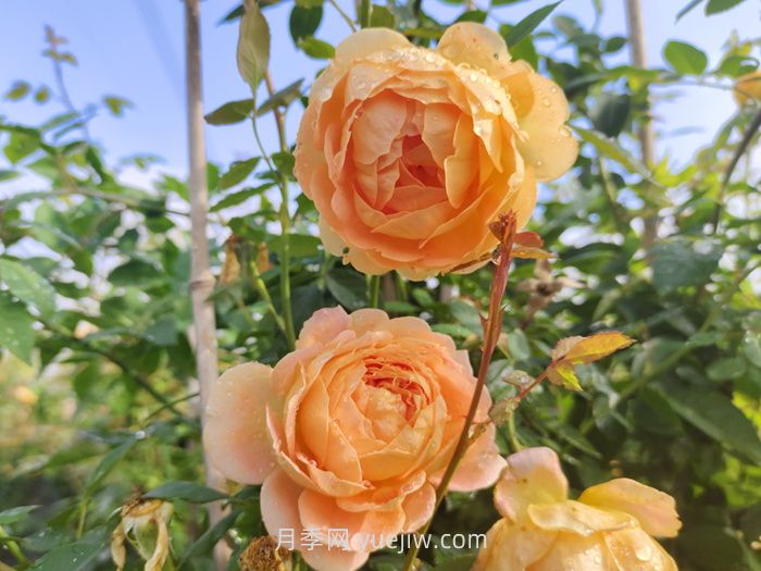 推荐最值得入手的爬墙月季品种(图4)