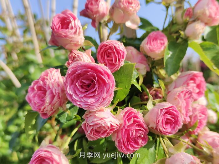 推荐最值得入手的爬墙月季品种(图5)