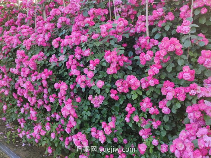 推荐最值得入手的爬墙月季品种(图2)