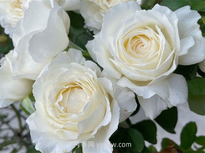 保罗二世月季介绍和优缺点(图1)