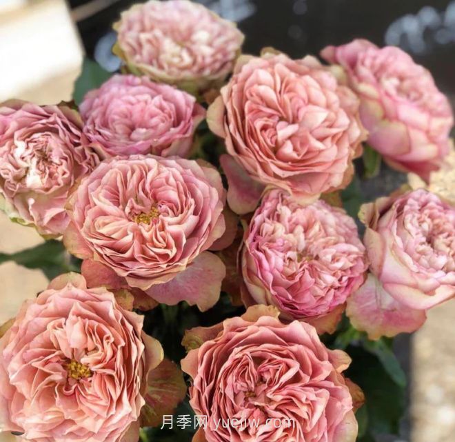 地球末夜月季介绍和优缺点(图1)