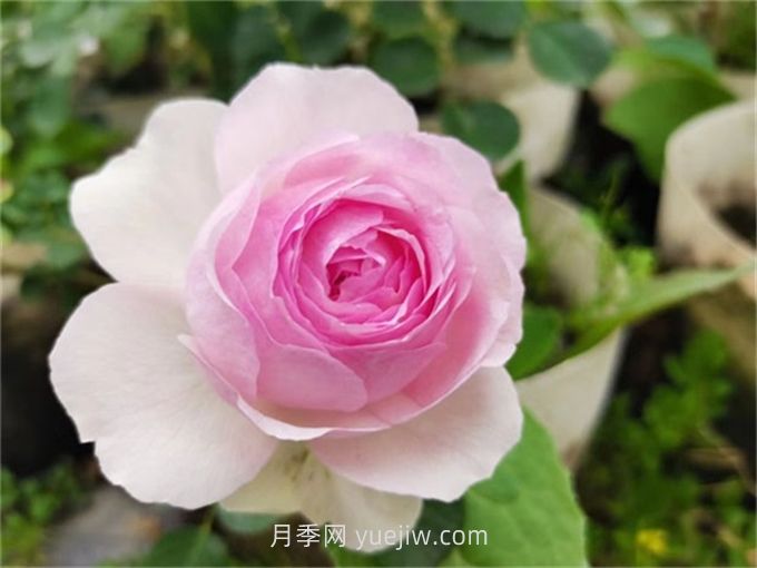  维萨里月季介绍和优缺点(图1)