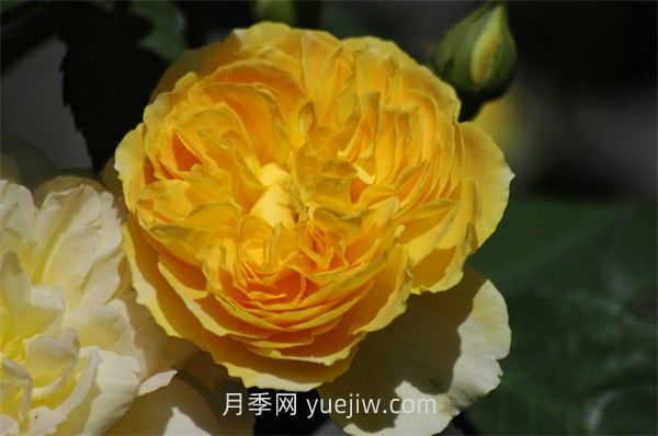 魔力光辉月季介绍和优缺点(图1)