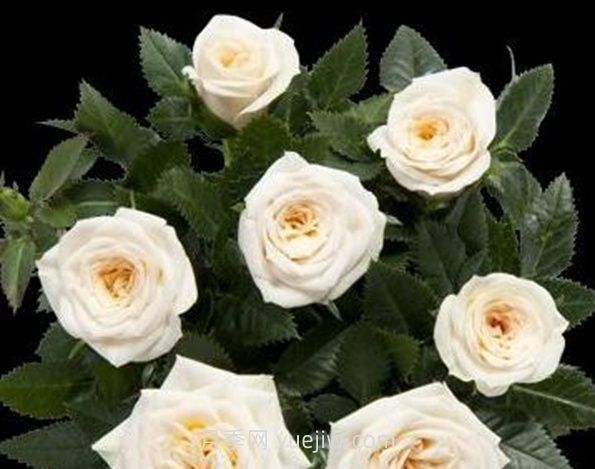 美狄亚柯德娜月季介绍和优缺点(图1)