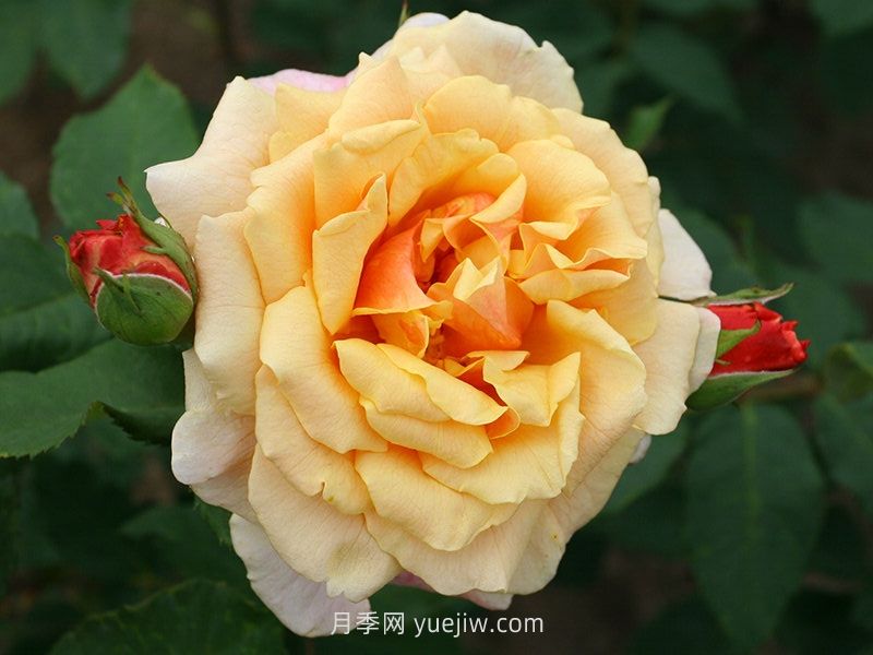 卡梅尔月季介绍和优缺点(图1)