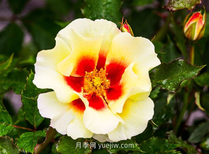 奶油巴比伦眼睛月季介绍和优缺点(图1) 奶油巴比伦眼睛月季介绍和优缺点(图1)