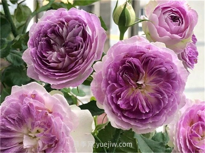 蓝色月光石月季介绍和优缺点(图1)