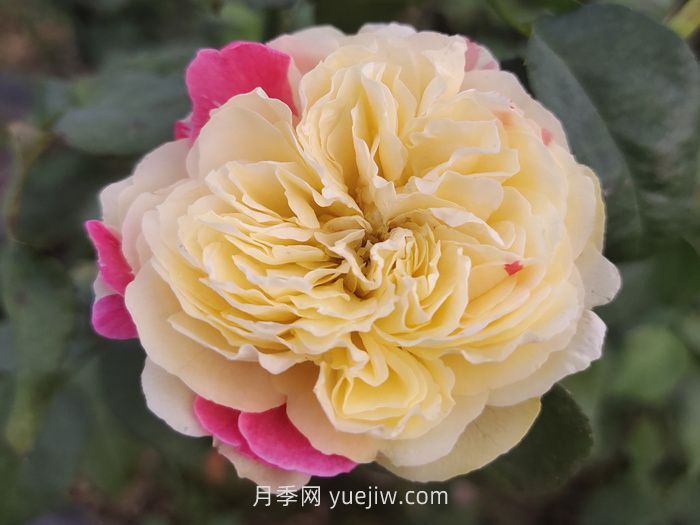 推荐88个最美月季品种，让花友美到心醉，陶醉其中(图1)