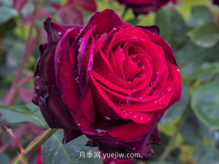 推荐88个最美月季品种，让花友美到心醉，陶醉其中(图4)