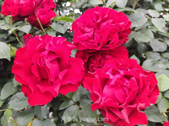 推荐88个最美月季品种，让花友美到心醉，陶醉其中(图8)