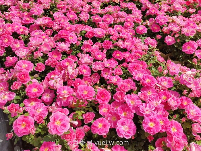 北方园林绿化带常见的月季花(图2)