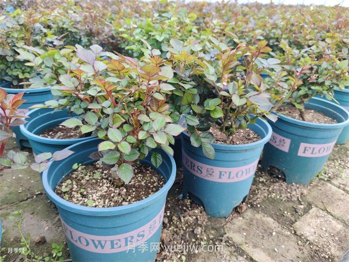 刚买的月季营养土要暴晒吗？(图1)