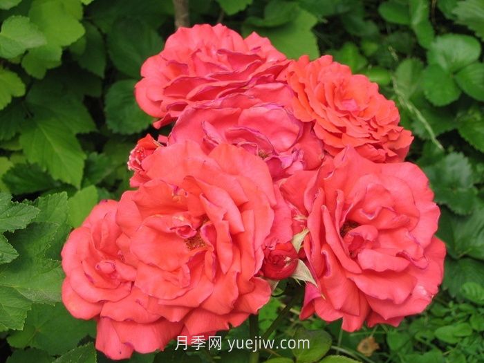 盘点11个强香的月季品种，个个打满分(图2)