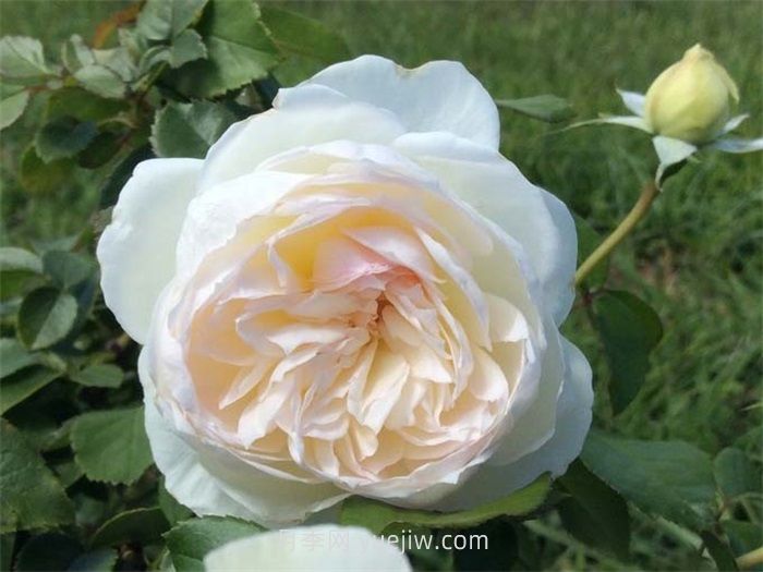 盘点11个强香的月季品种，个个打满分(图3)