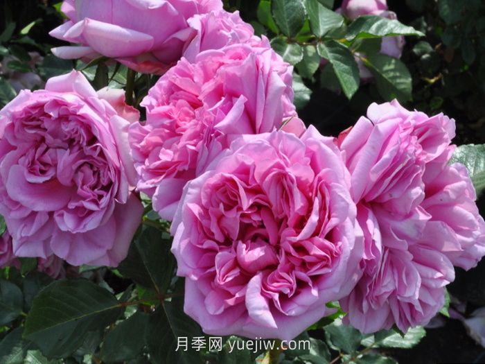 盘点11个强香的月季品种，个个打满分(图5)
