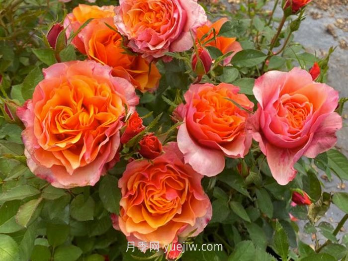 永远的艾帕索月季和铜管乐队月季哪个更好？(图1)