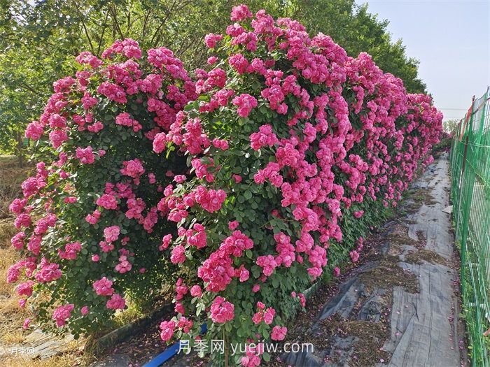 藤本月季和一般月季有什么区别？(图1)