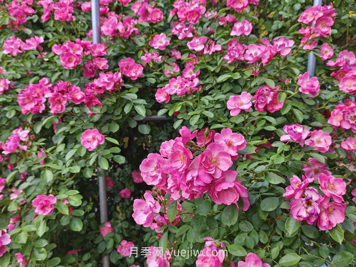 月季花长出新叶，却会打卷，是什么问题？(图1)