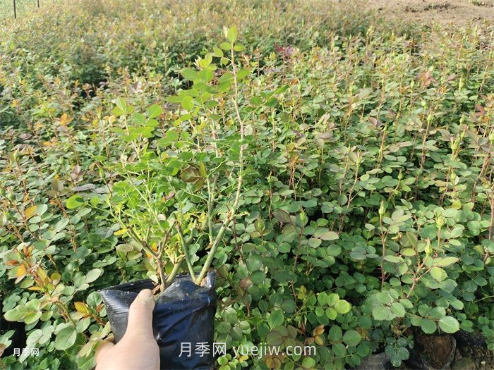 月季小苗多久能长成大苗？(图1)
